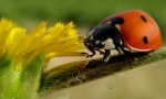 Zašto je ladybug takozvana?